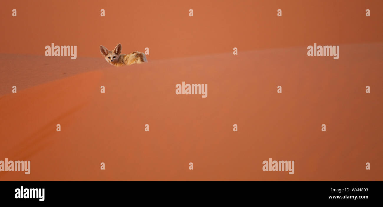 Fauna de marruecos hi-res stock photography and images - Alamy