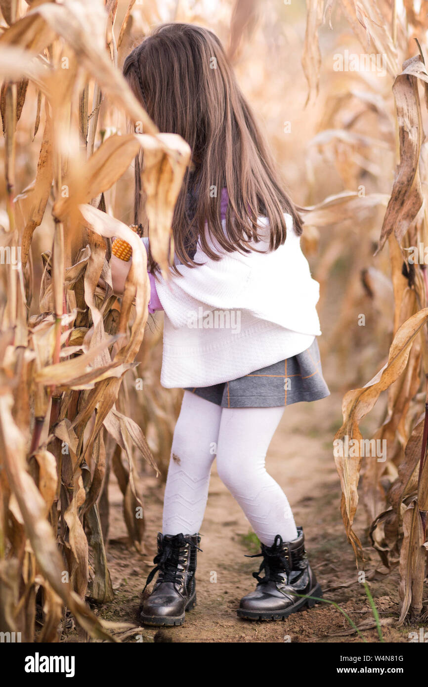 Photo of little girl collects corn in the field Stock Photo - Alamy