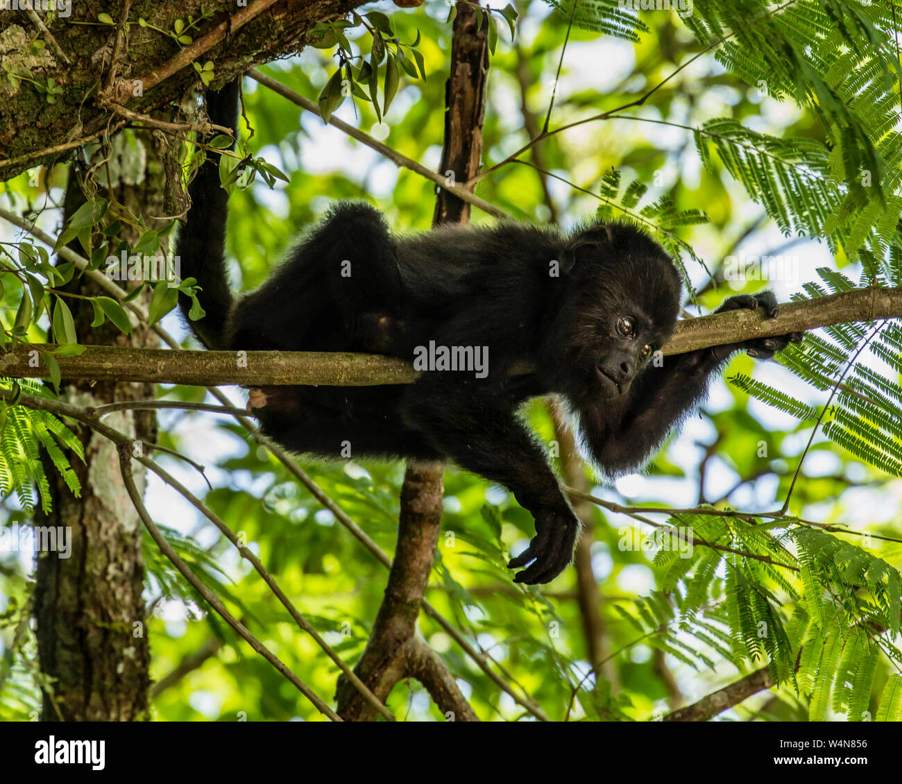 Guatemala, Guatemalan Howler Monkey, Alouatta pigra, hangs on with its