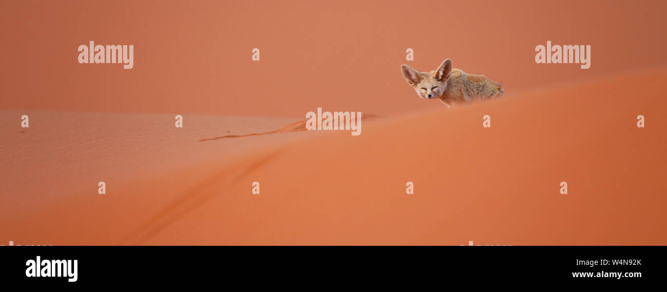 Fauna de marruecos hi-res stock photography and images - Alamy