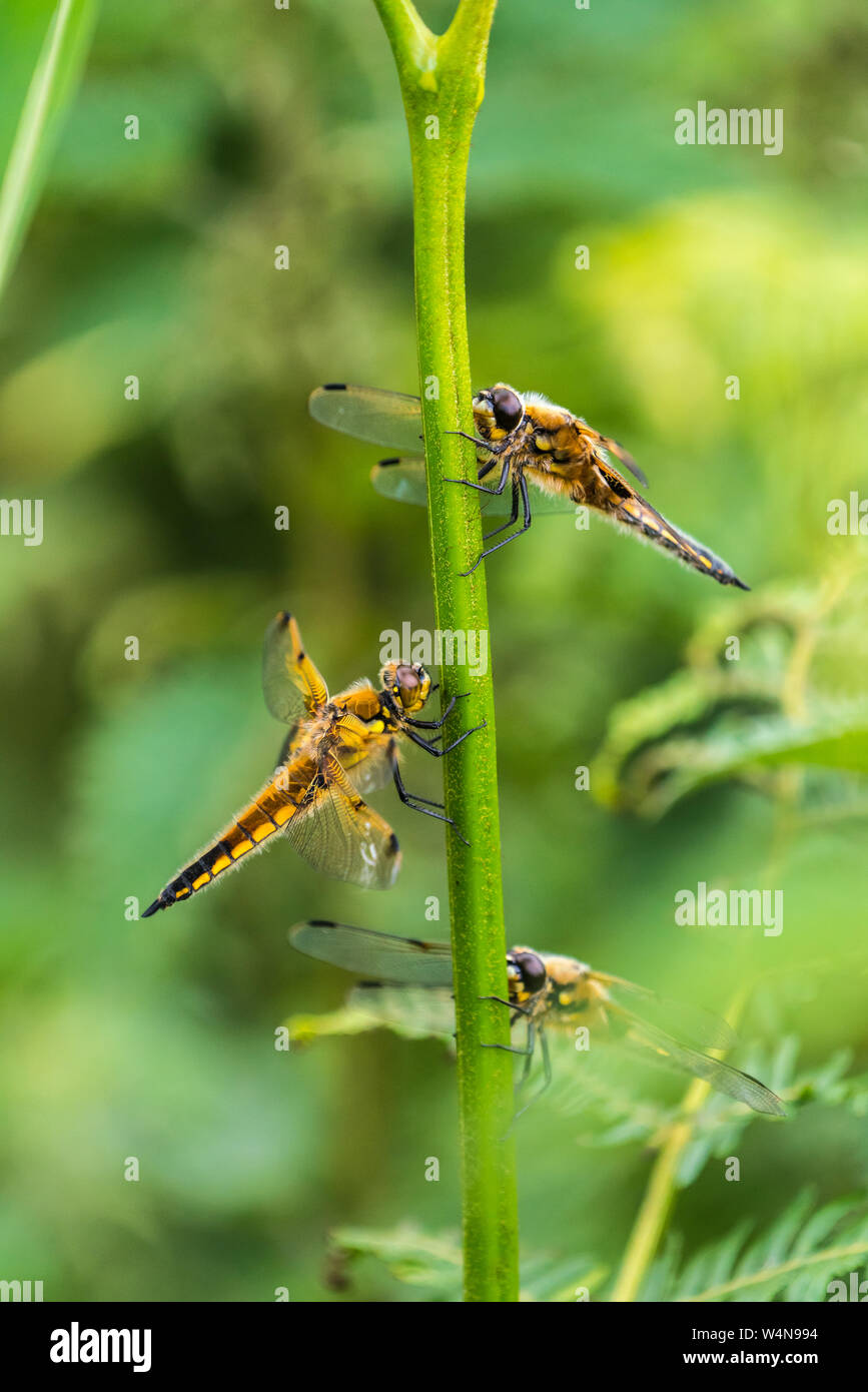 Three large dragonflies hi-res stock photography and images - Alamy