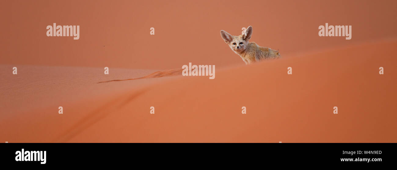 Zorro del sahara hi-res stock photography and images - Alamy