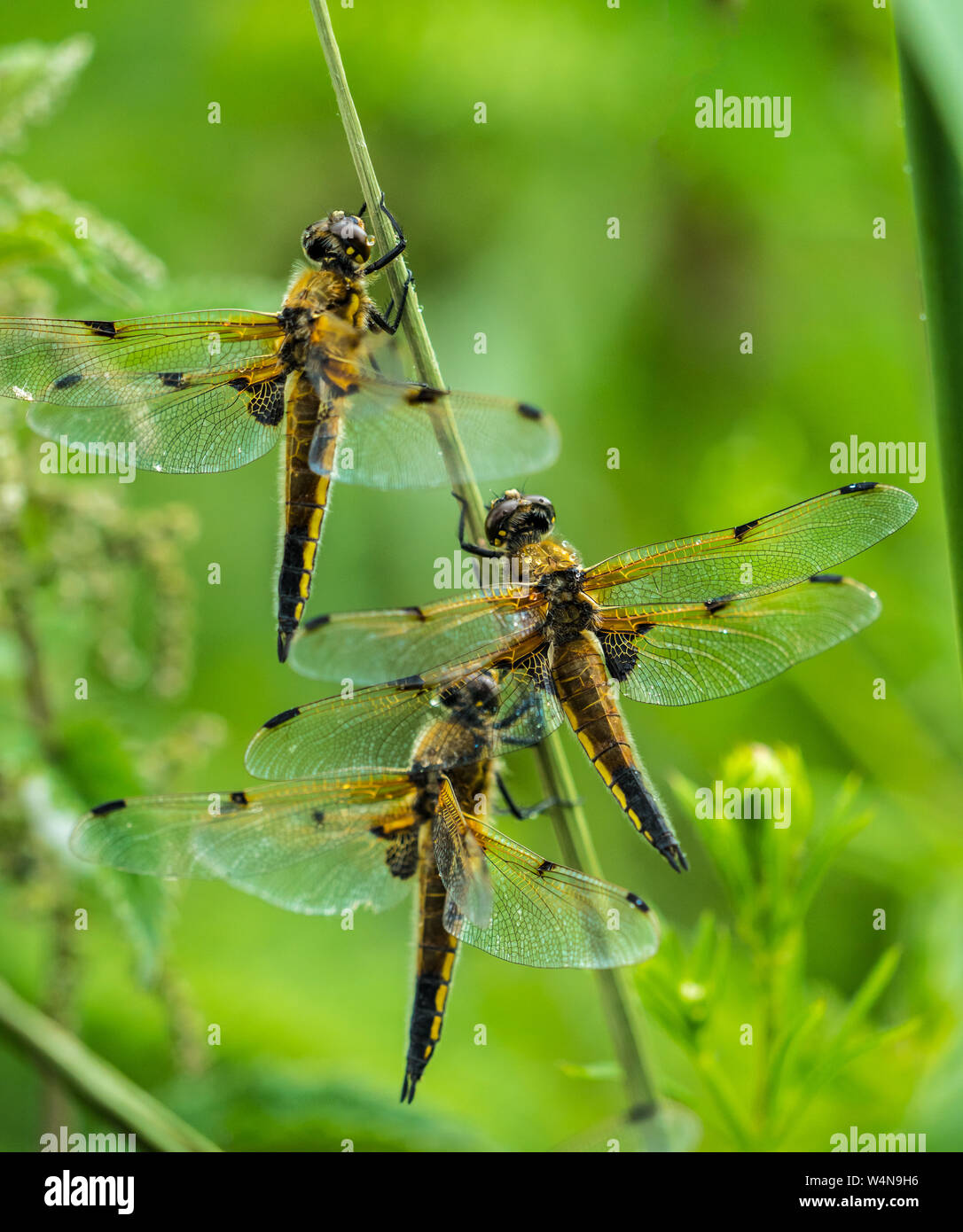 Three large dragonflies hi-res stock photography and images - Alamy