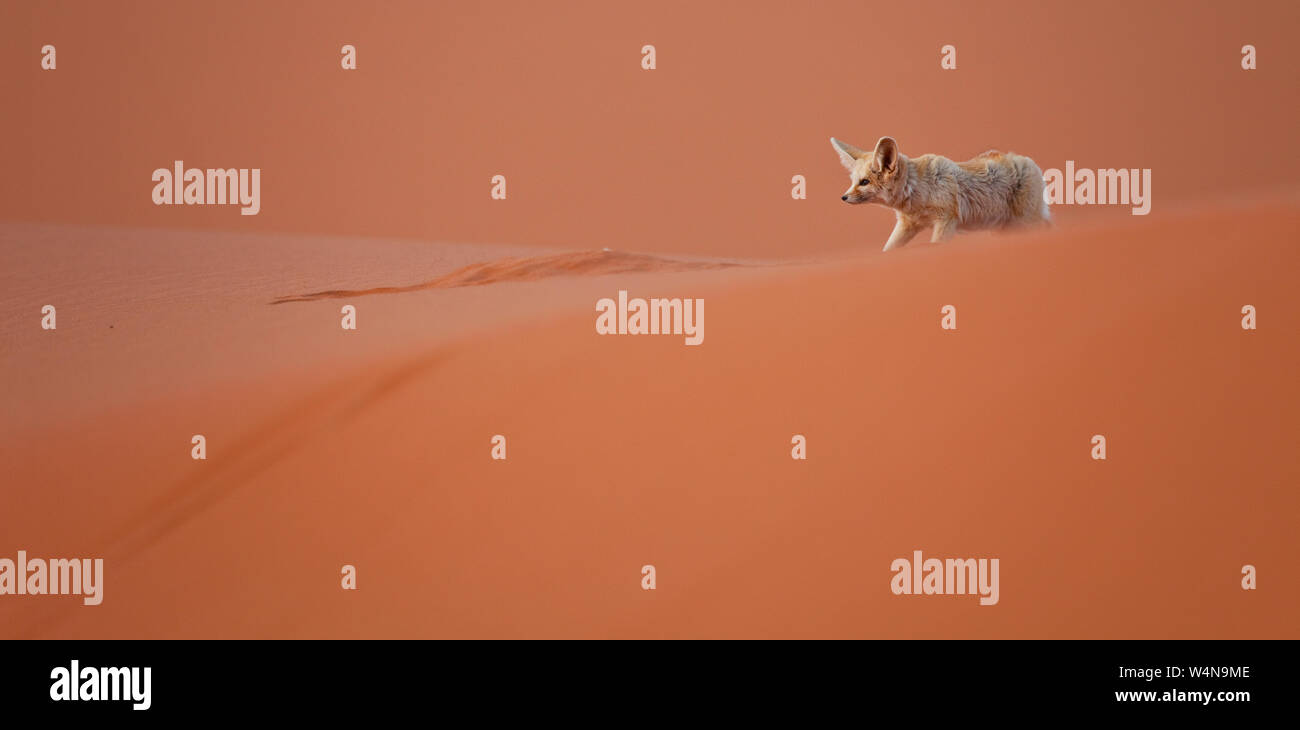 Fauna de marruecos hi-res stock photography and images - Alamy