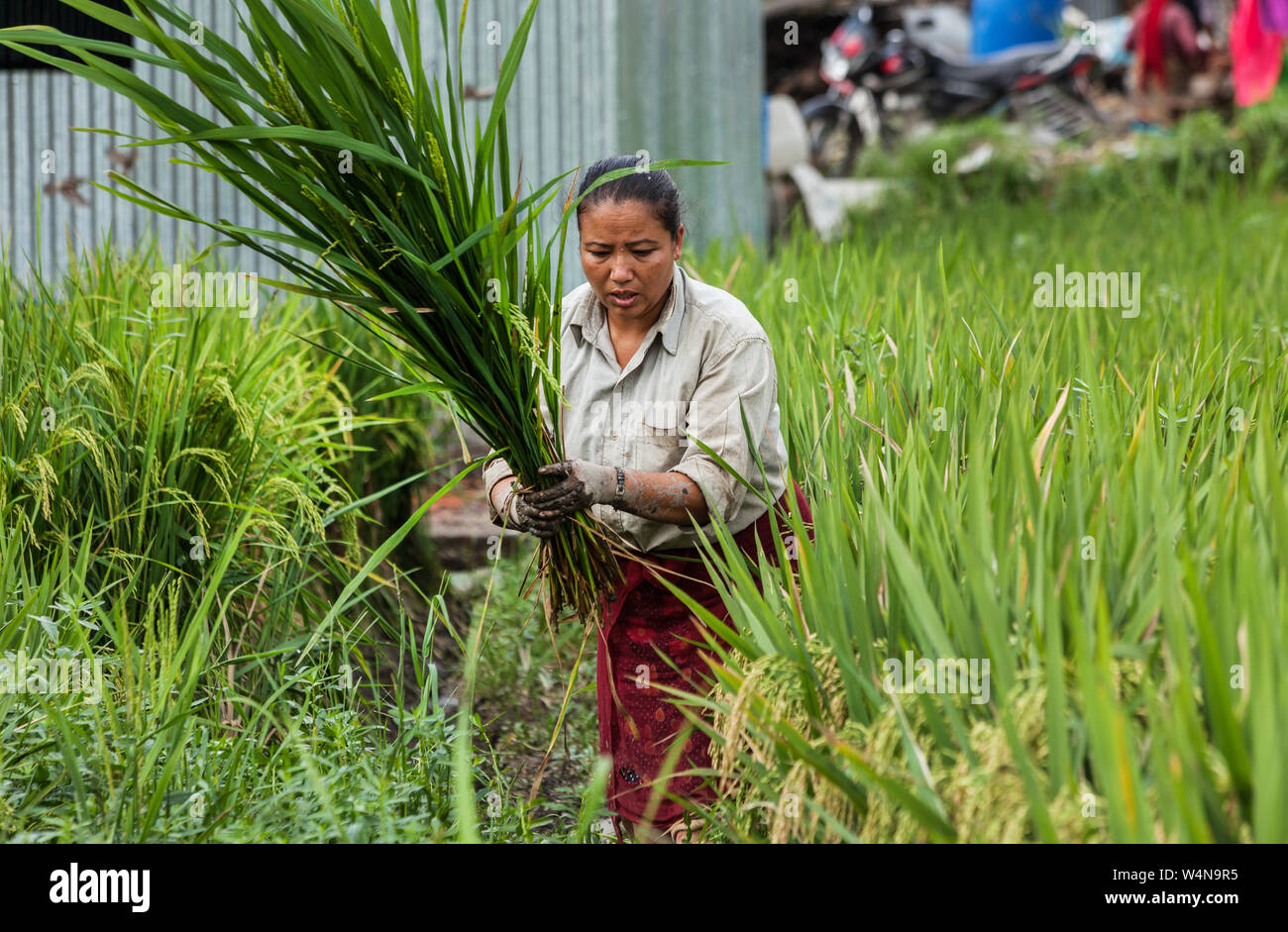 Women working in a crop field in Nepal Stock Photo