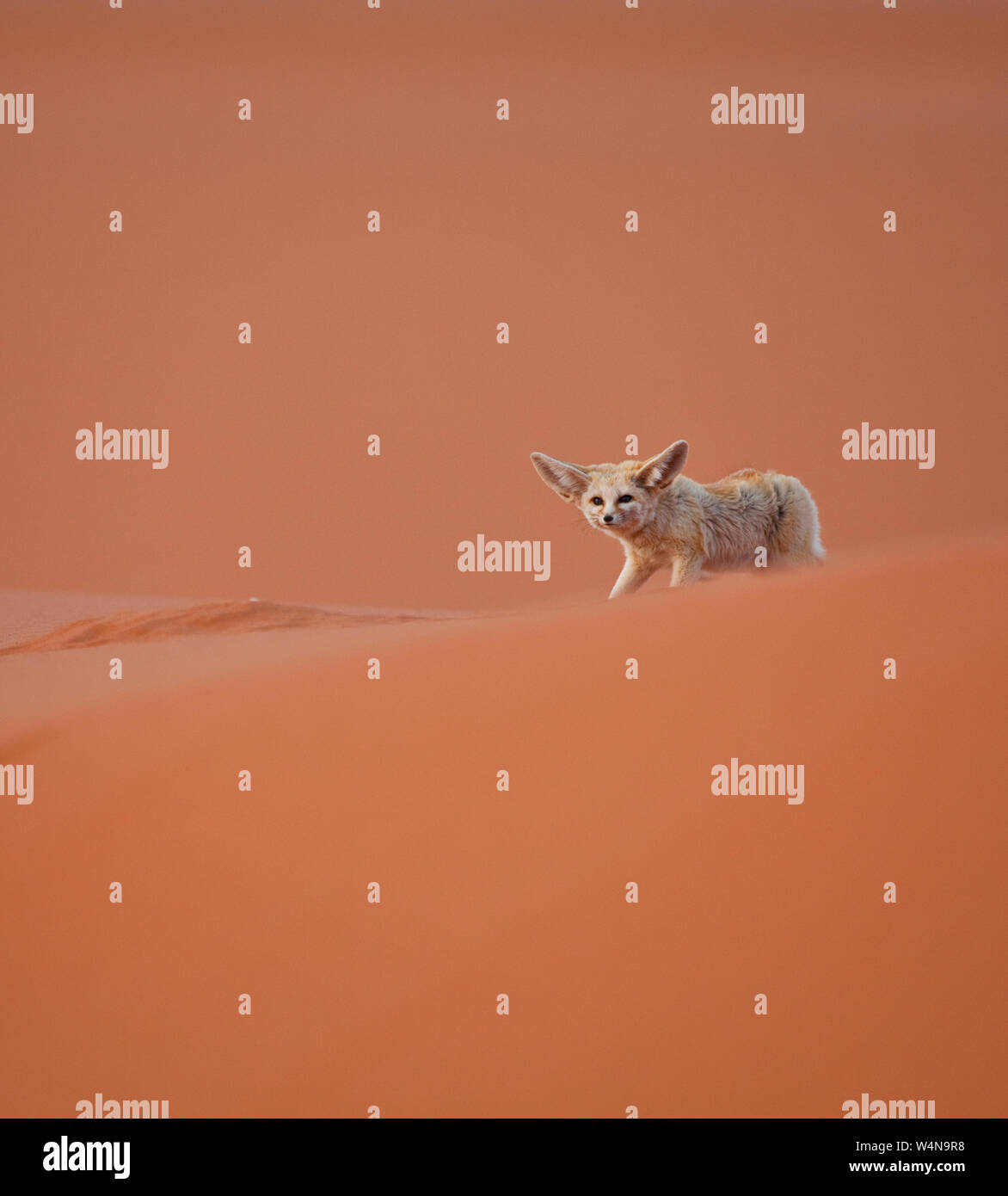 Fauna de marruecos hi-res stock photography and images - Alamy