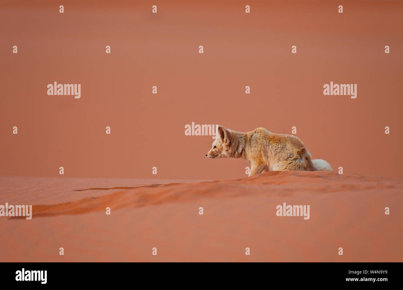 Fauna de marruecos hi-res stock photography and images - Alamy