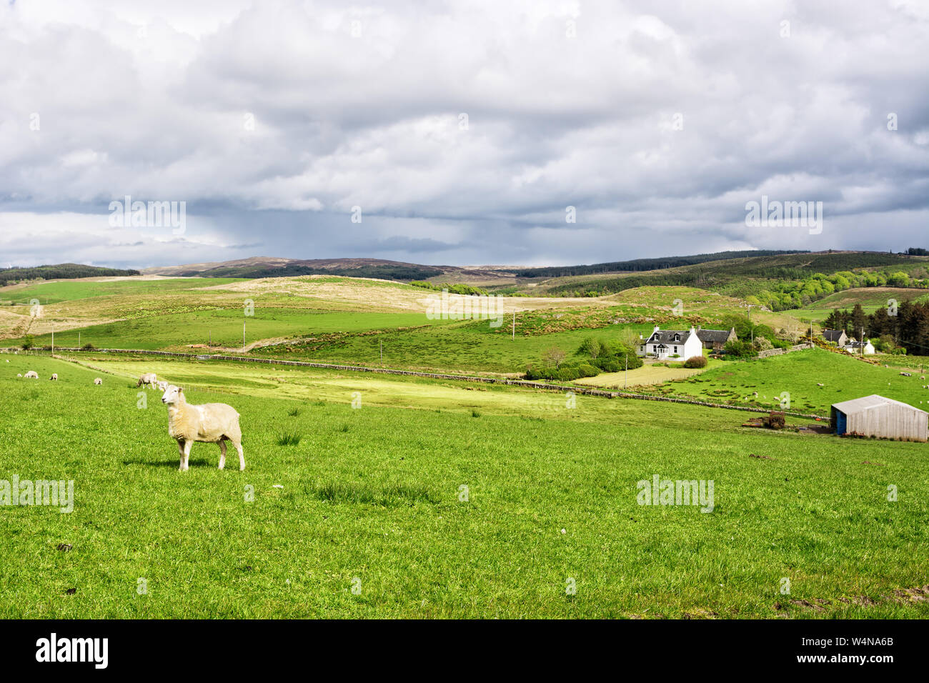 Farm animals at grazing fields and farm buildings in Kintyre in the Highlands of Scotland Stock Photo