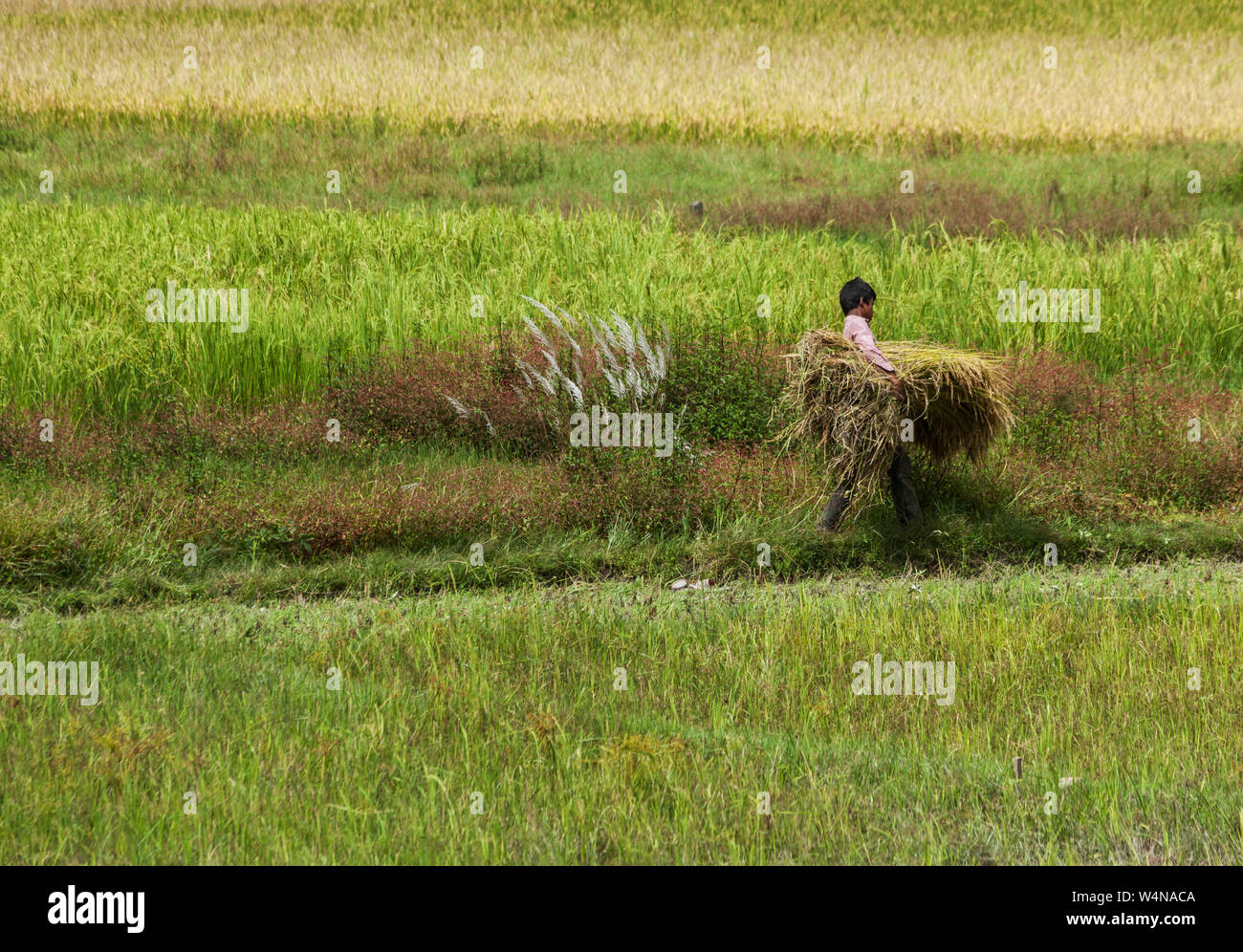 Man carrying rice paddy field hi-res stock photography and images - Alamy