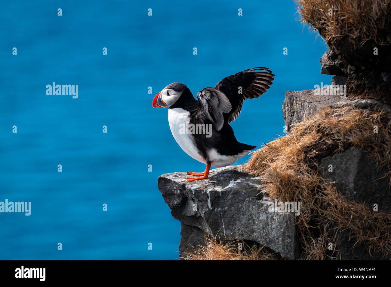 Atlantic Puffin in the Westfjords. Stock Photo
