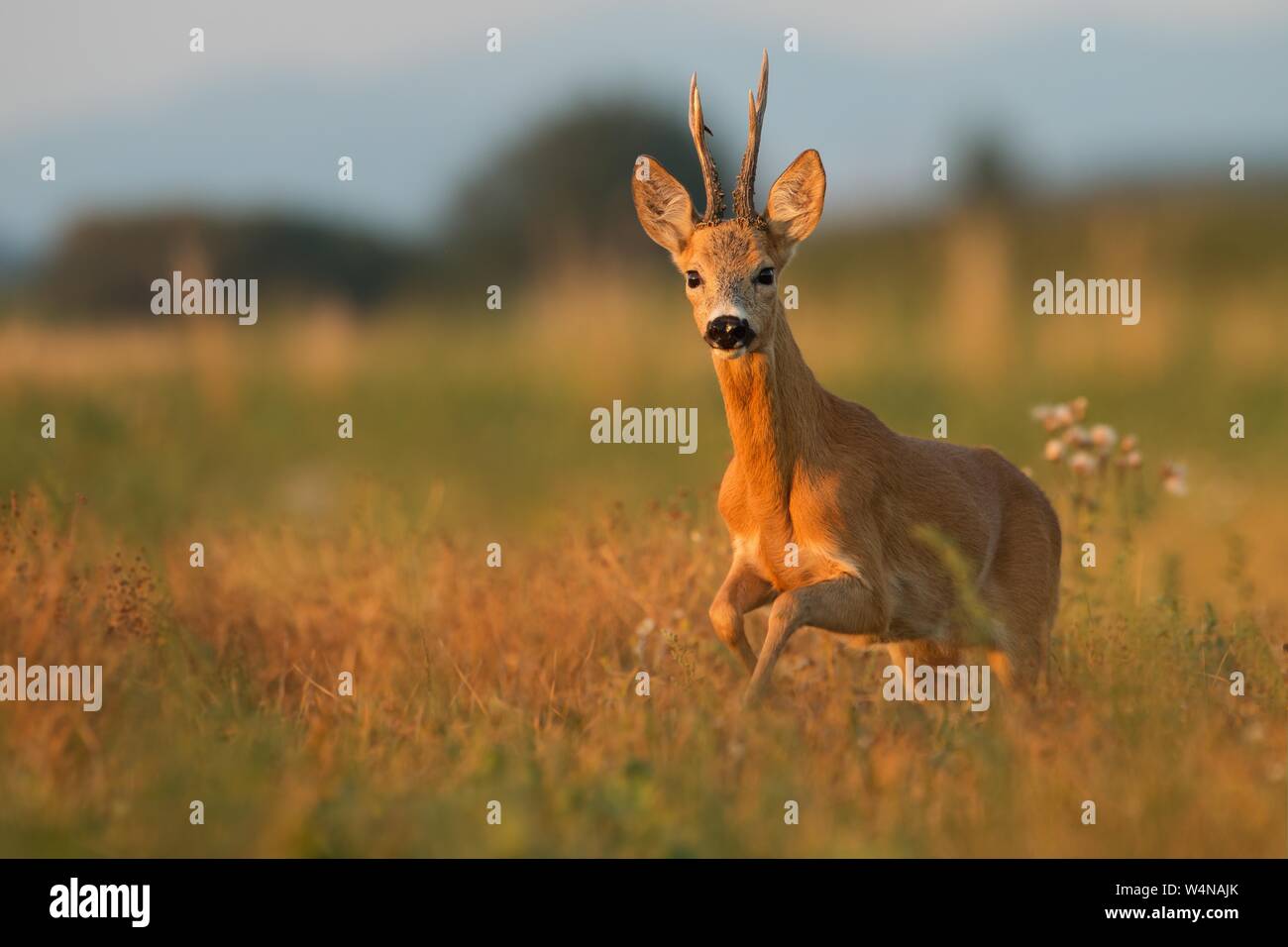 Roe deer standing on the meadow in sunset from front view with space for text. Stock Photo