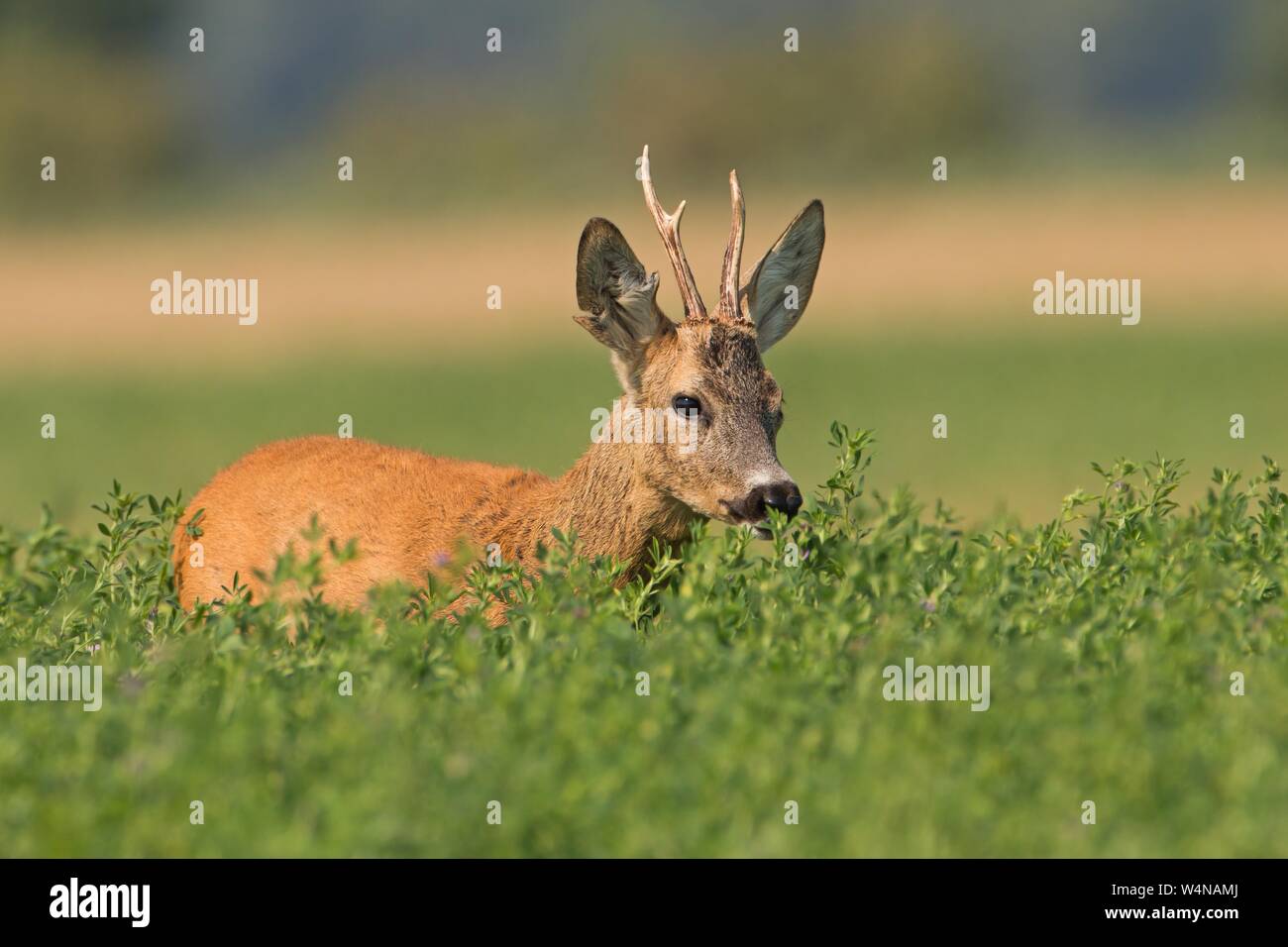 Roe deer hiding in the bush in the summer from low angel view with copyspace. Stock Photo