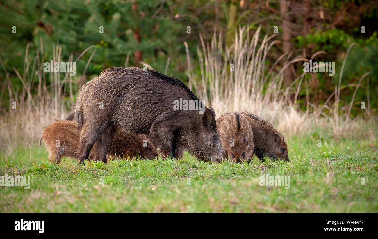 Wild boar herd of hog and little stripped piglets feeding on grass in spring. Stock Photo