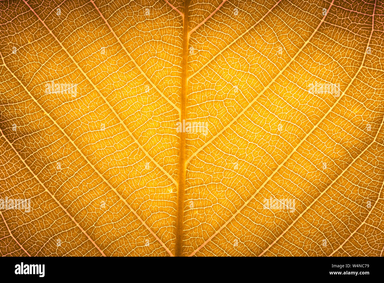 Fall Texture Yellow Yellow red autumn leaf macro texture high detail texture for nature ...
