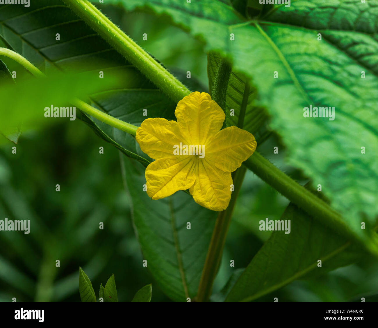 Yellow Flower on green leaves Background.Nepal Stock Photo