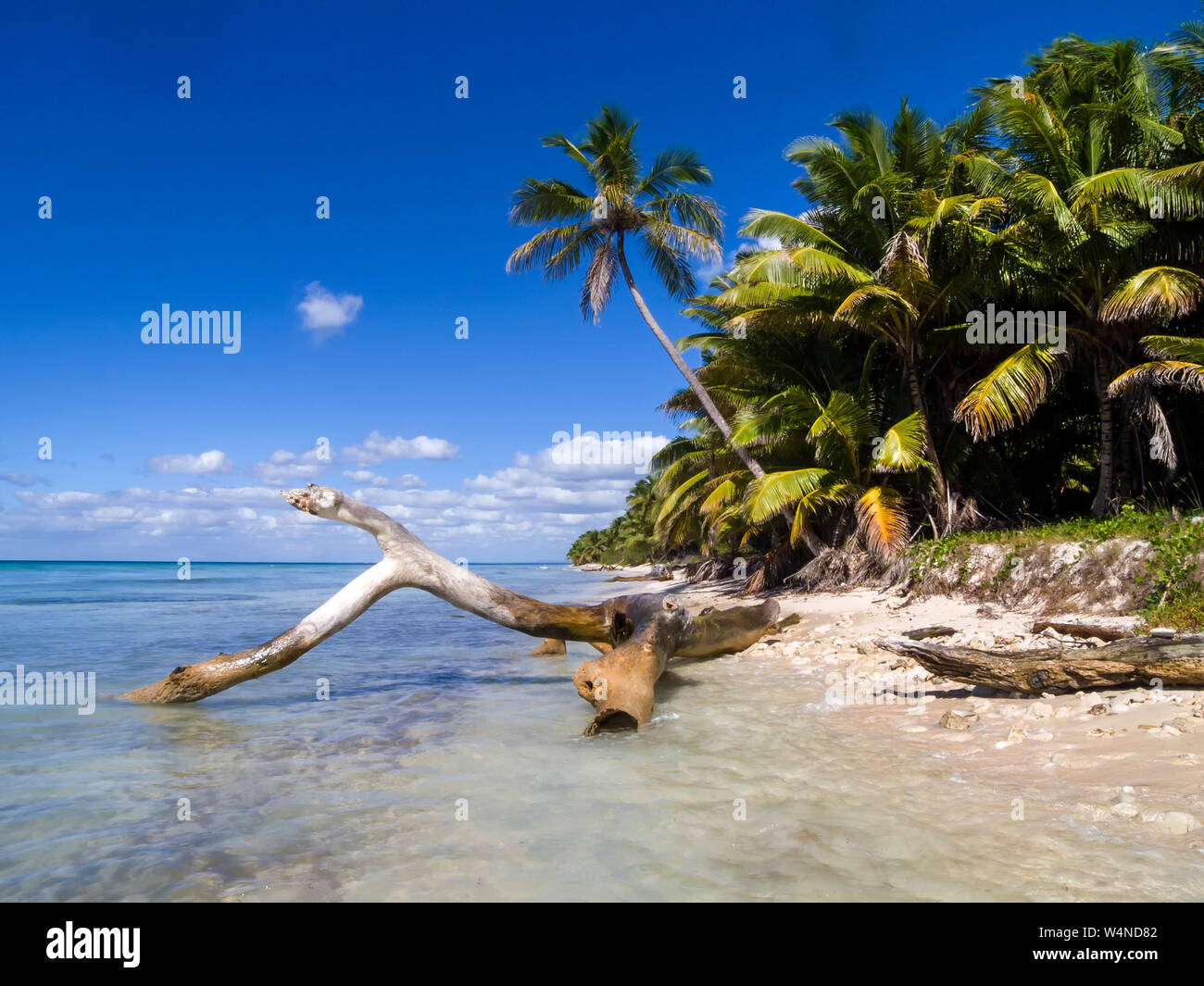 Clear blue sky with palm trees on beach hi-res stock photography and ...