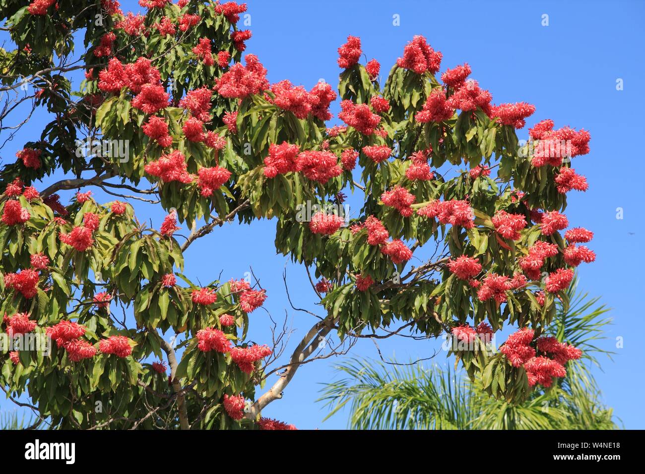Triplaris cumingiana tree of Polygonaceae family. Red blooming tree in Cuba. Stock Photo
