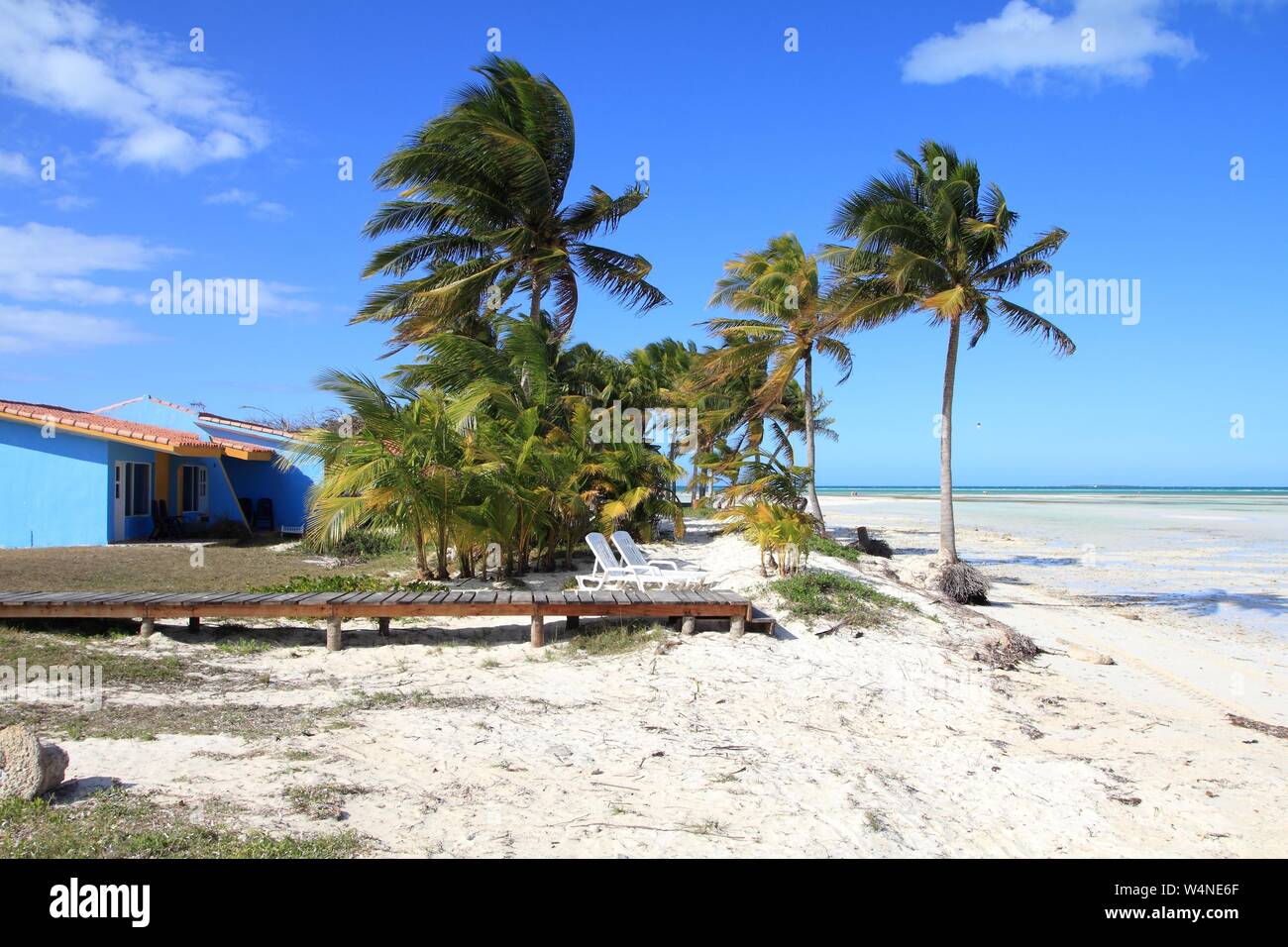 Cuba beach landscape - palm trees in Cayo Guillermo (Jardines del Rey). Stock Photo
