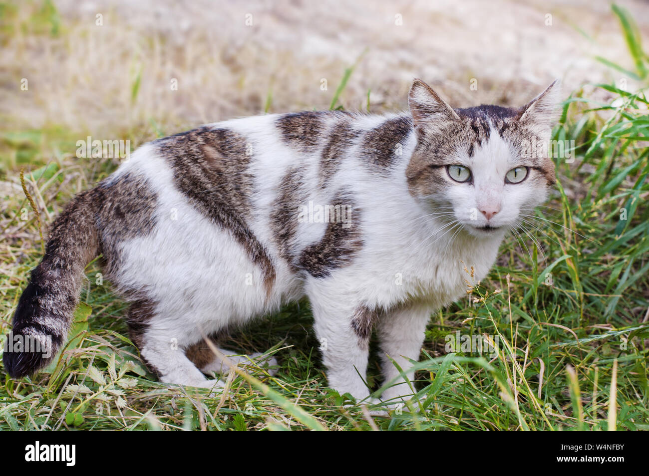 Tabby white cheap cat