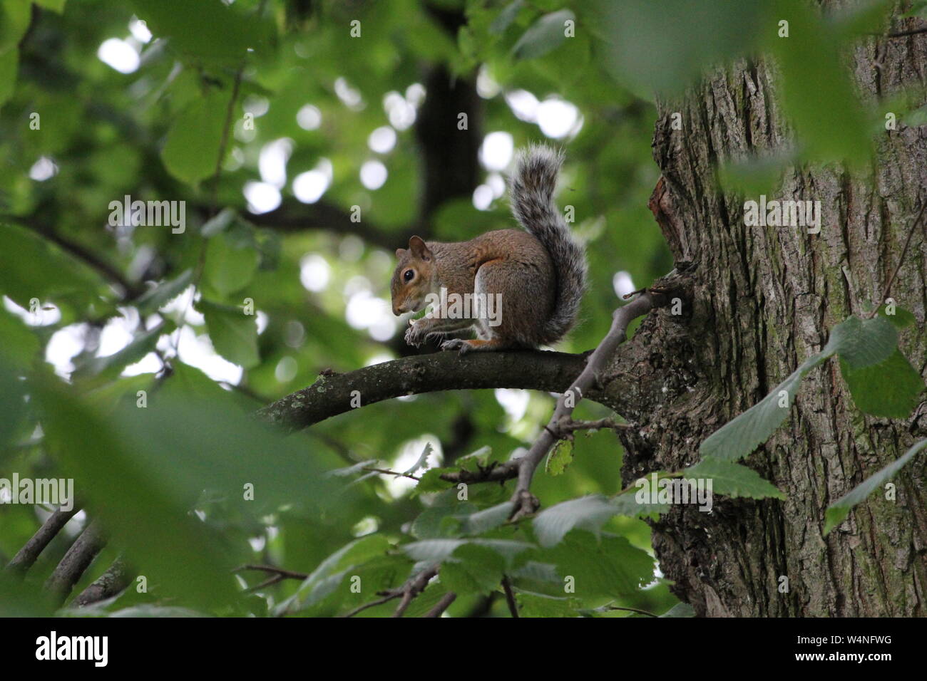 Squirrel holding food on a tree branch Stock Photo