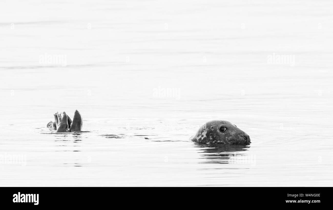 Monochrome image of an inquisitive grey seal, Halichoerus grypus, with just its head and tail out of the water, Scotland Stock Photo