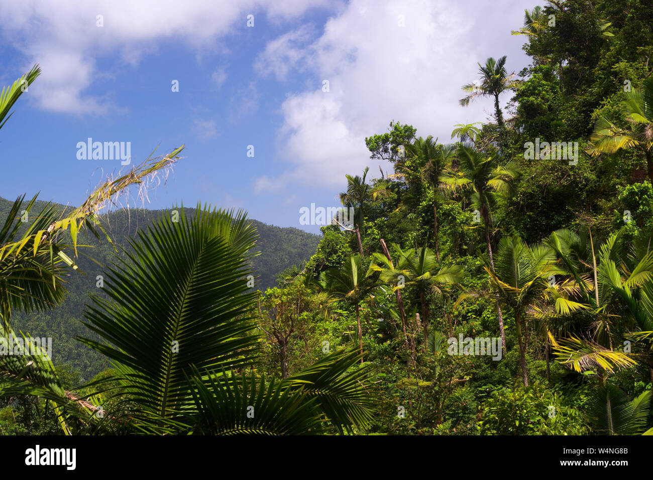 Rain Forest, El Yunque, PR USA Stock Photo