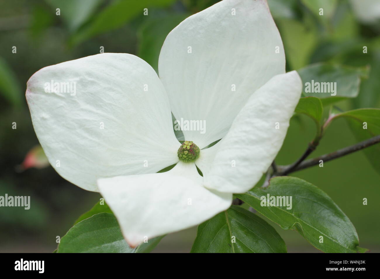 cornus-elwinortonii-venus-flowering-dogwood-venus-bracts-in-early