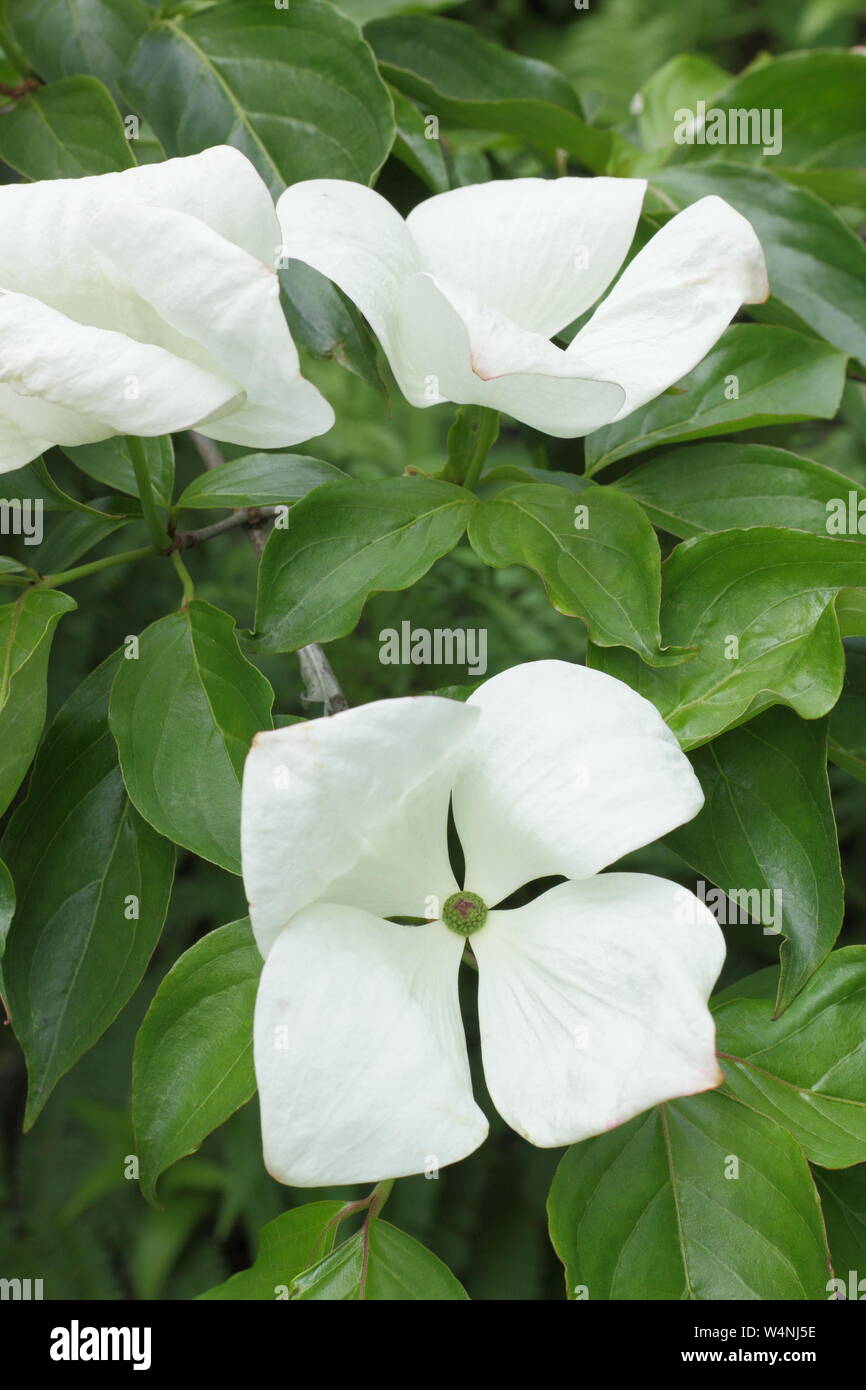 Cornus x elwinortonii Venus. Flowering dogwood 'Venus' bracts in early summer Stock Photo
