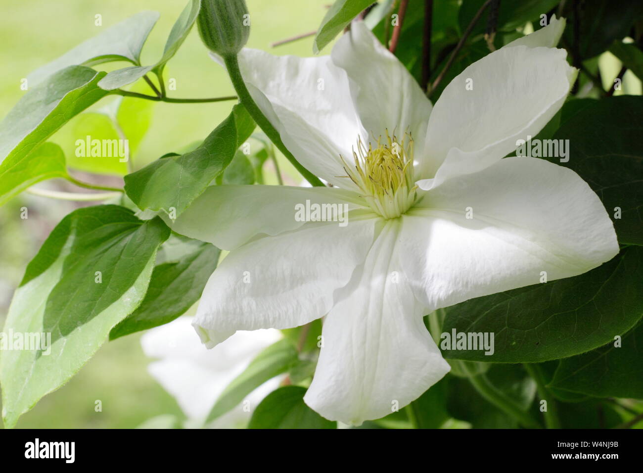 Large blossoms of Clematis 'Miss Bateman' flowering in early summer - June. UK Stock Photo