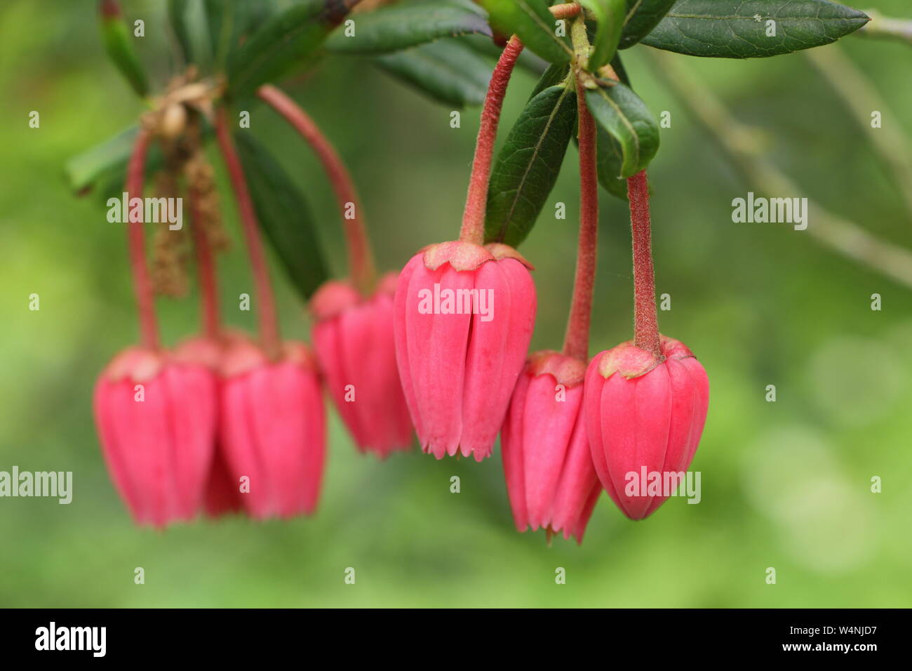 Crinodendron hookerianum. Flowers of the Chile lantern tree in early summer. UK Stock Photo