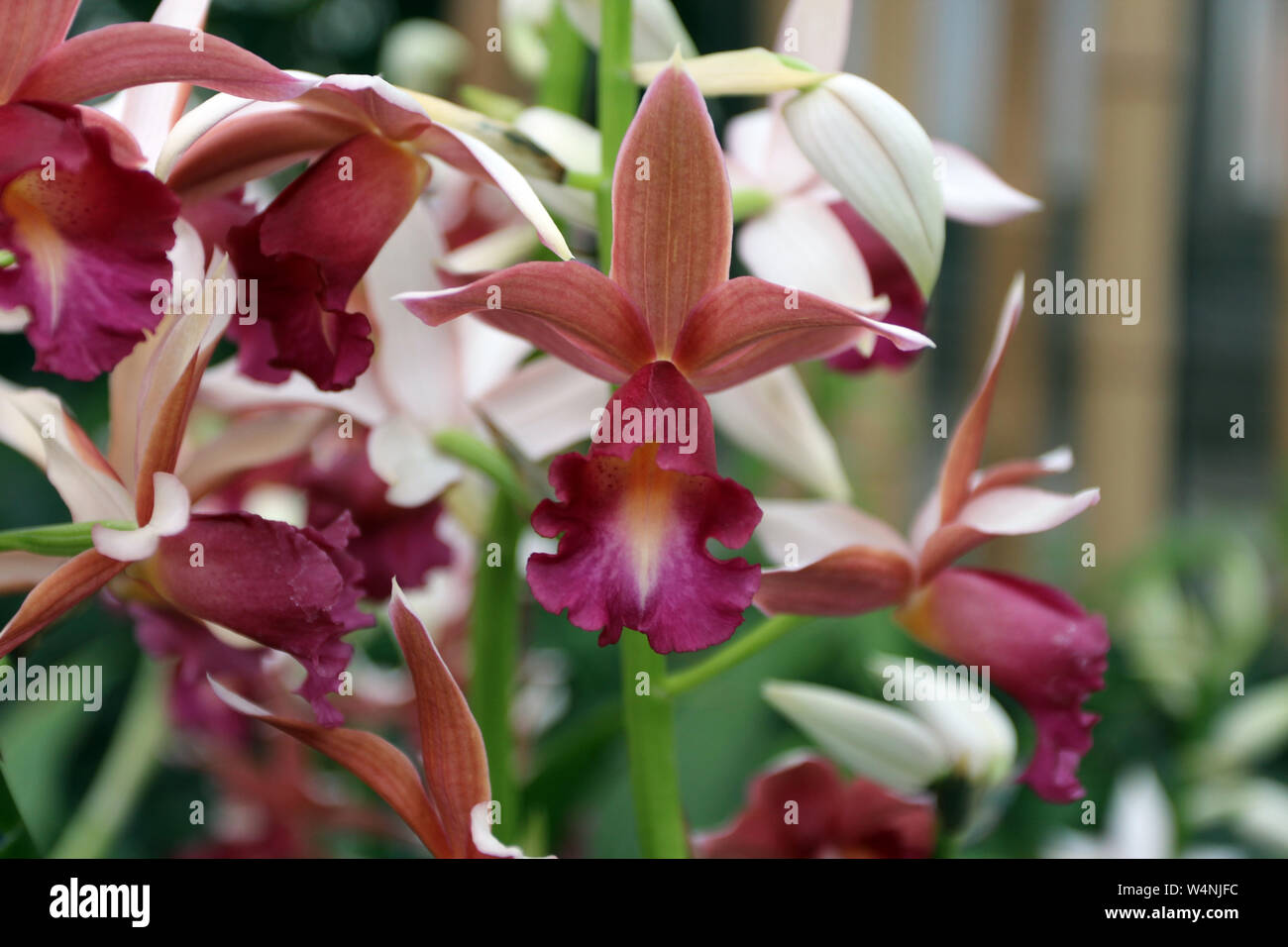Close up of blooming Gastrophaius Lady Ramona Harris Orchids with a blurred background Stock Photo