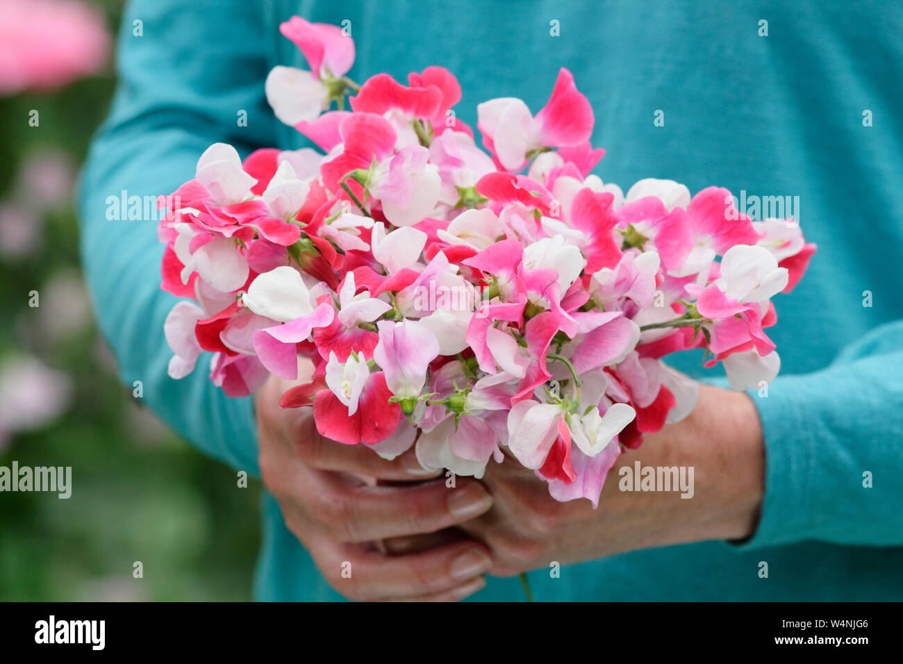 Bunch of sweet peas hires stock photography and images Alamy