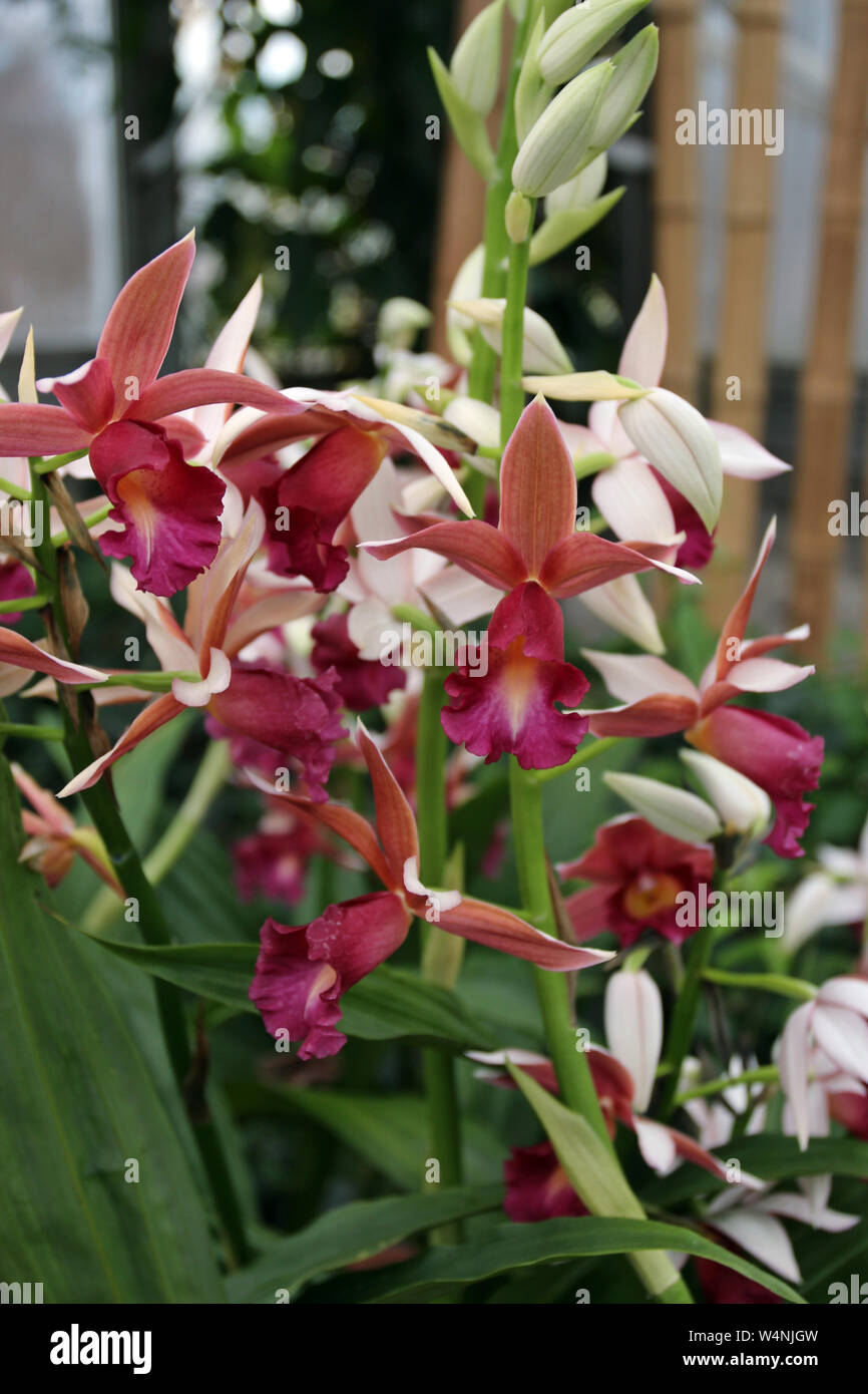 Blooming Gastrophaius Lady Ramona Harris Orchids with a blurred background Stock Photo