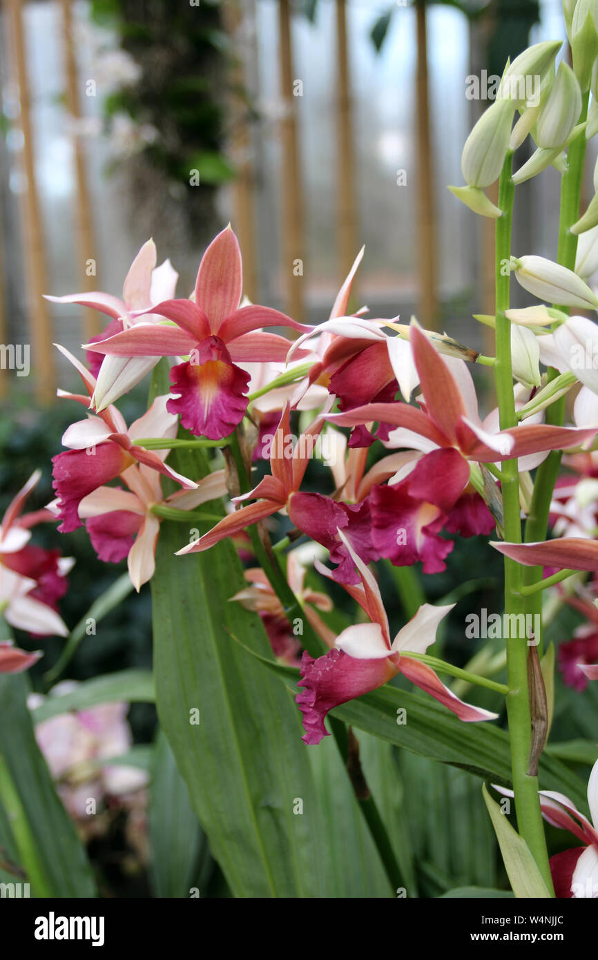 Blooming Gastrophaius Lady Ramona Harris Orchids with a blurred background Stock Photo