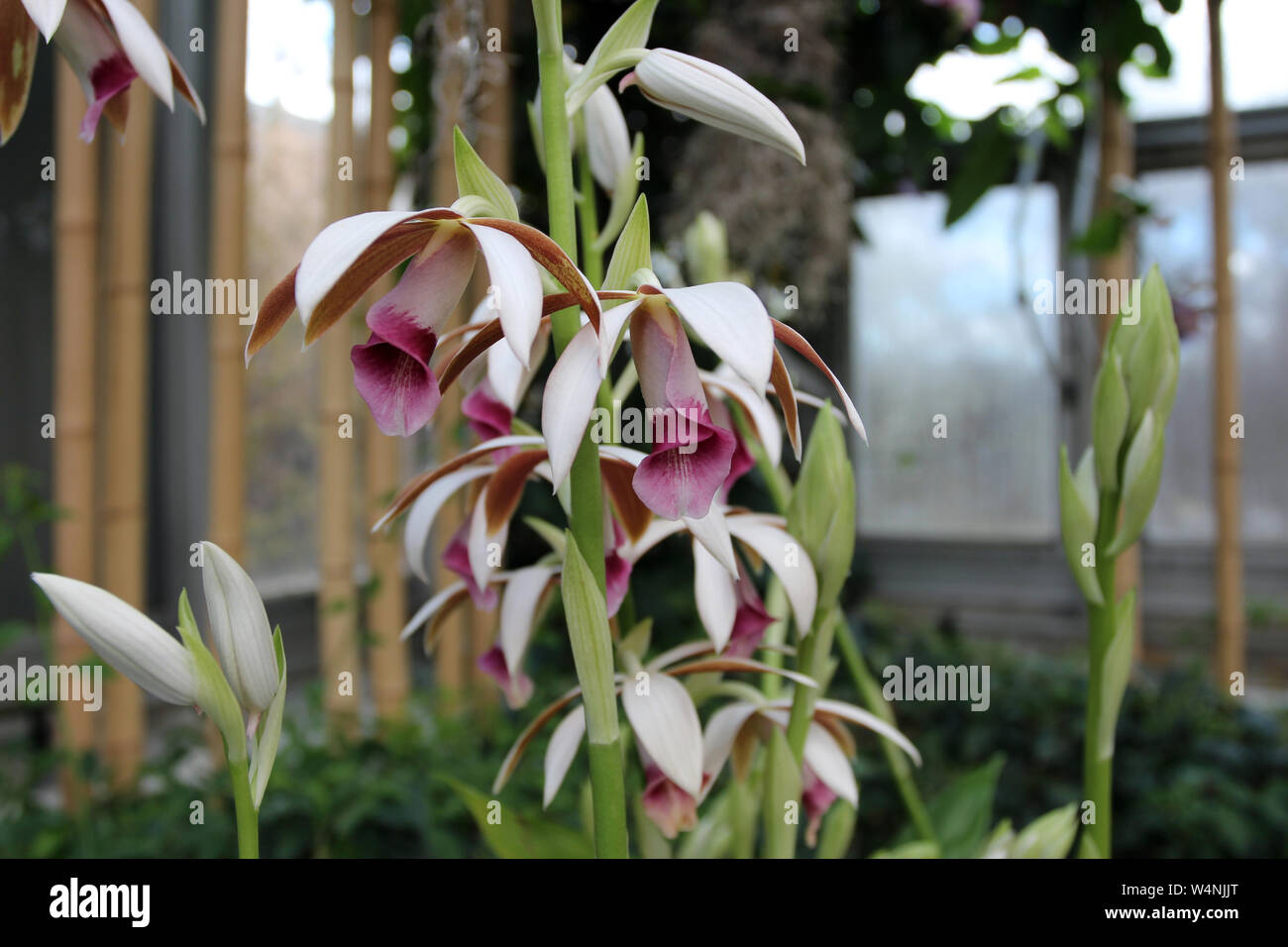 Close up of a blooming stalk of a Phaius Maculato-Grandifolius Orchid Stock Photo