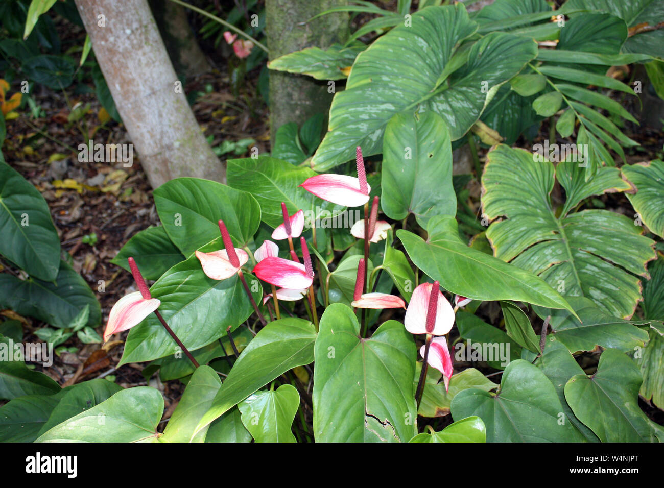 A group of flowering pink and white Calla Lilies in a rain forest in
