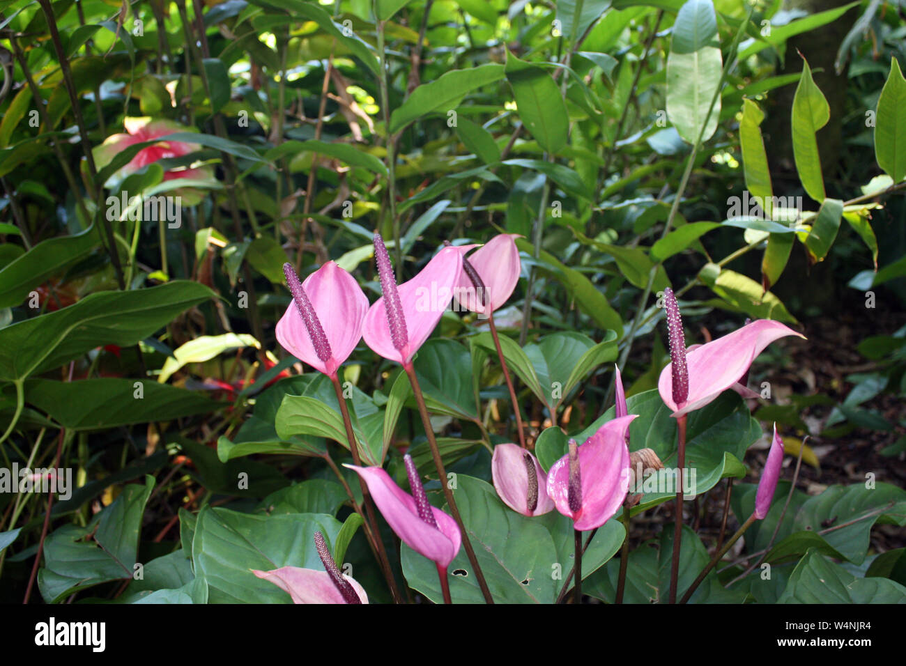 A group of flowering pink Calla Lilies in a rain forest in Hawaii, USA