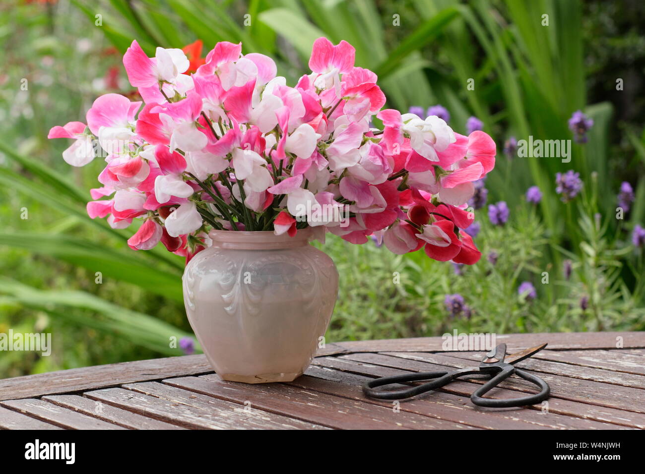 Lathyrus odoratus 'Painted Lady'. Bunch of freshly cut home grown sweet peas in a vase on outdoor wooden table in UK summer garden Stock Photo