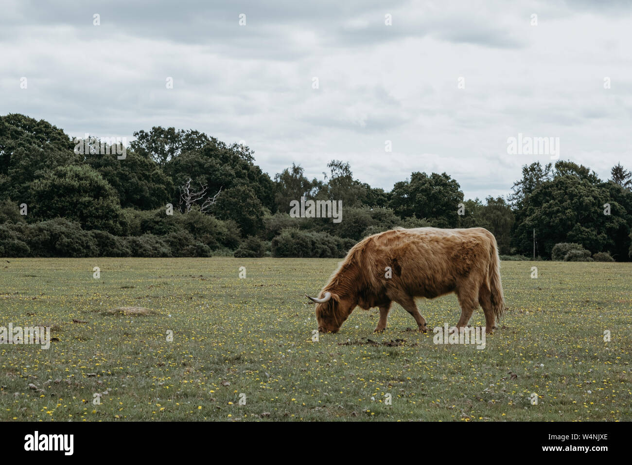 Side view of the Highland Cattle grazing in a field inside The New ...