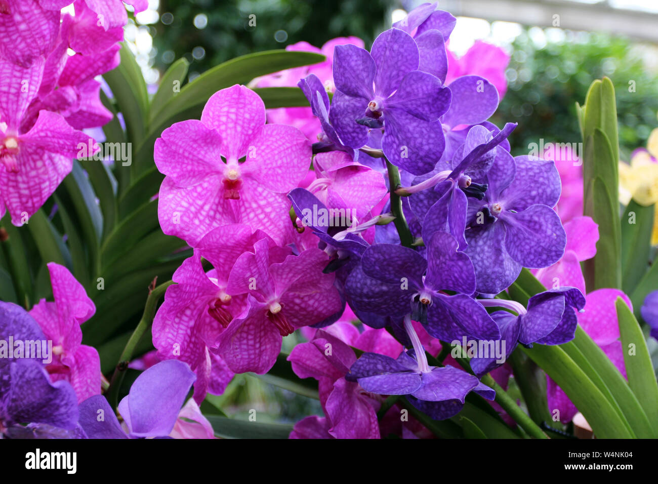Blooming purple and pink Vanda Orchids with a blurred background Stock Photo