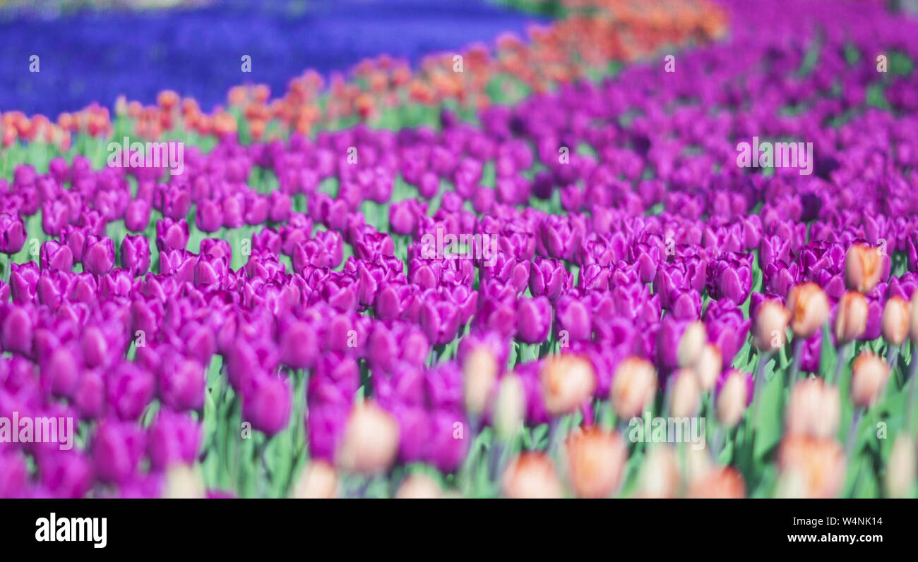 beautiful colorful purple tulips flowers bloom in garden.Decorative violet tulip flower blossom in springtime.Beauty of nature.Vibrant natural Stock Photo Alamy