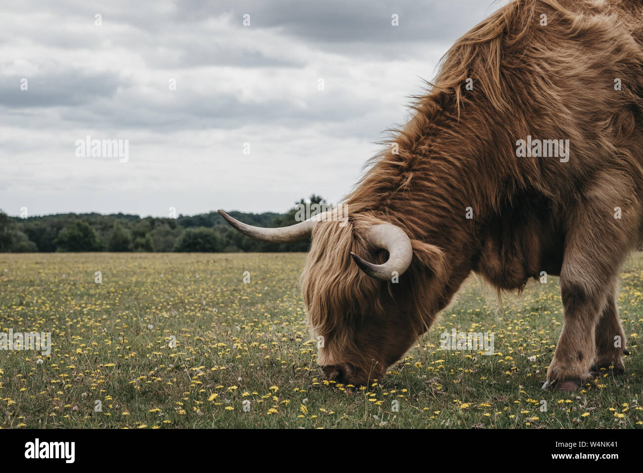 Close up of the Highland Cattle grazing in The New Forest park in ...