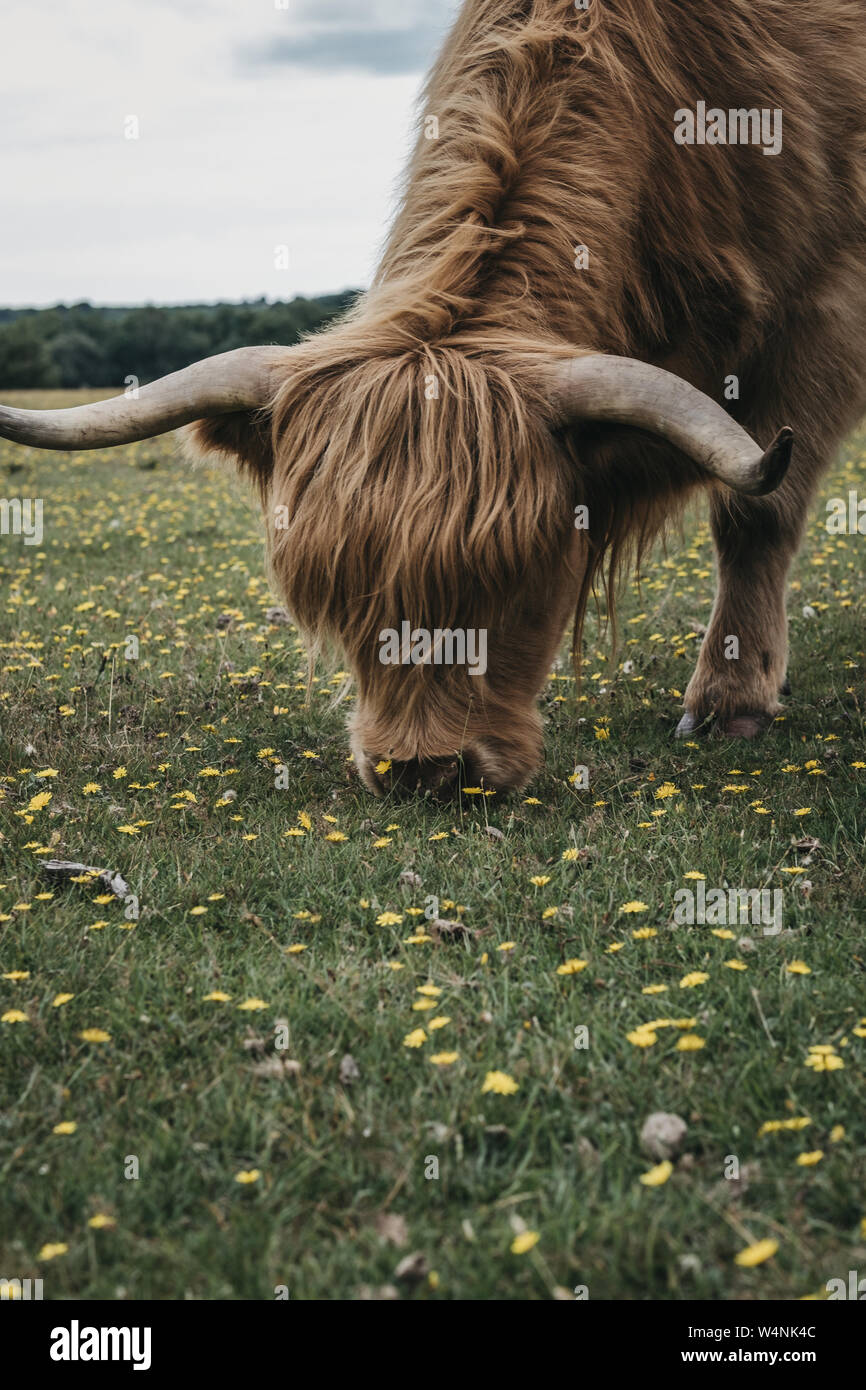 Close up of the Highland Cattle grazing in The New Forest park in ...