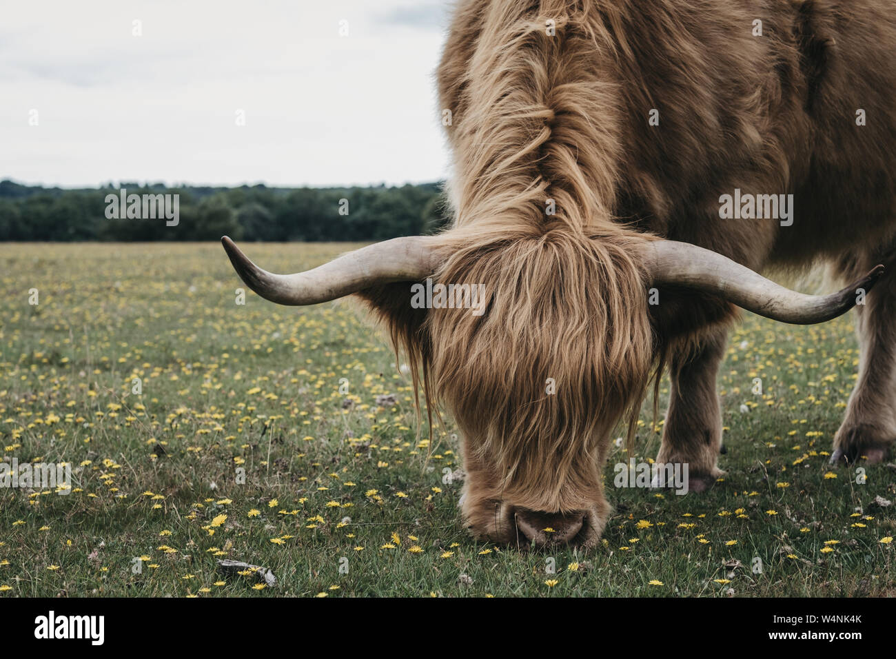 Close up of the Highland Cattle grazing in The New Forest park in ...