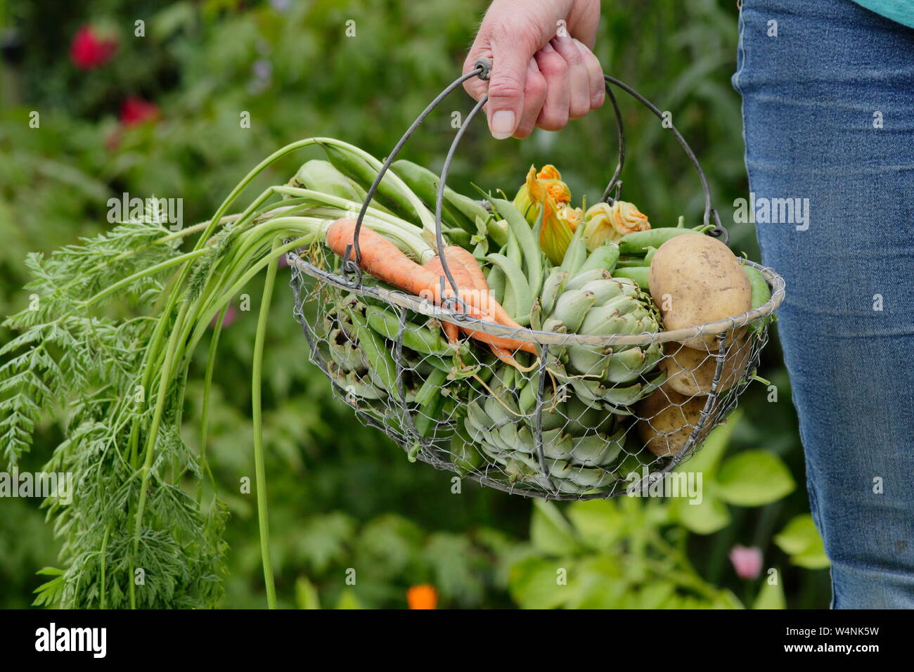 Woman carrying home grown vegetables in a basket  - 'Marfona' potatoes, globe artichokes, carrots, peas, broad beans. UK Stock Photo