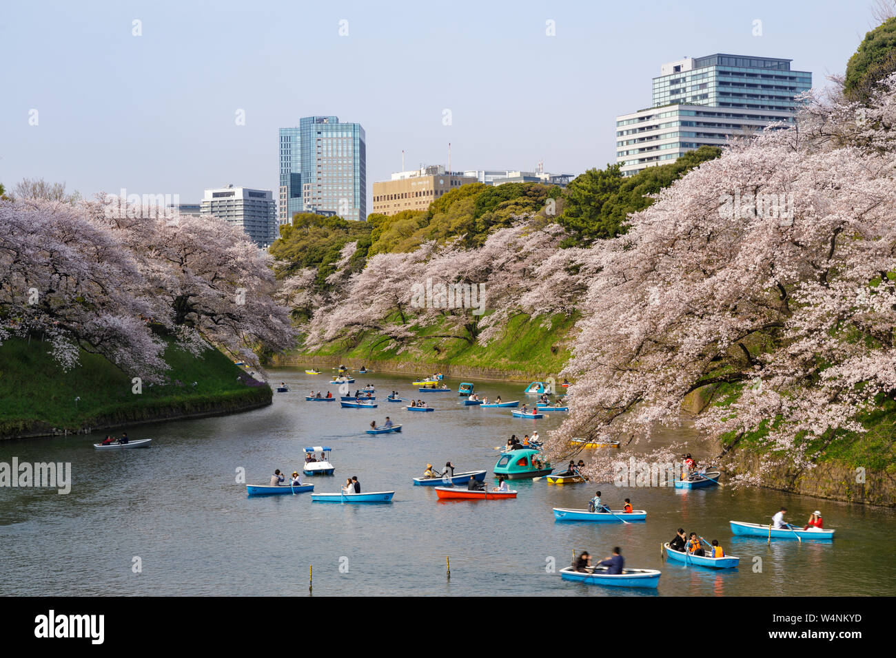 People enjoy the cherry blossoms surrounding the Imperial Palace moat in Tokyo, Japan. Stock Photo