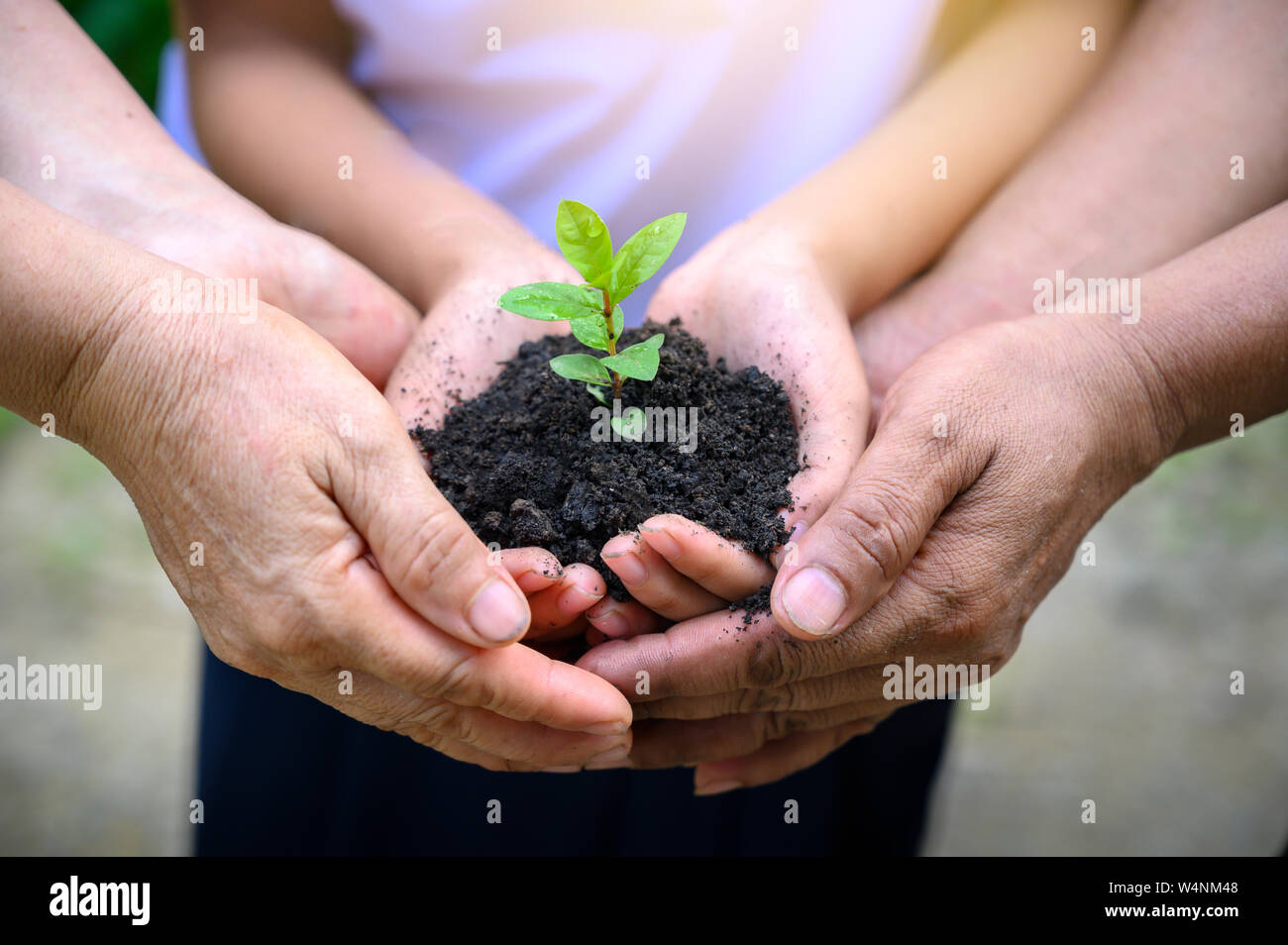 environment Earth Day In the hands of trees growing seedlings. Bokeh green Background Female hand holding tree on nature field grass Forest conservati Stock Photo