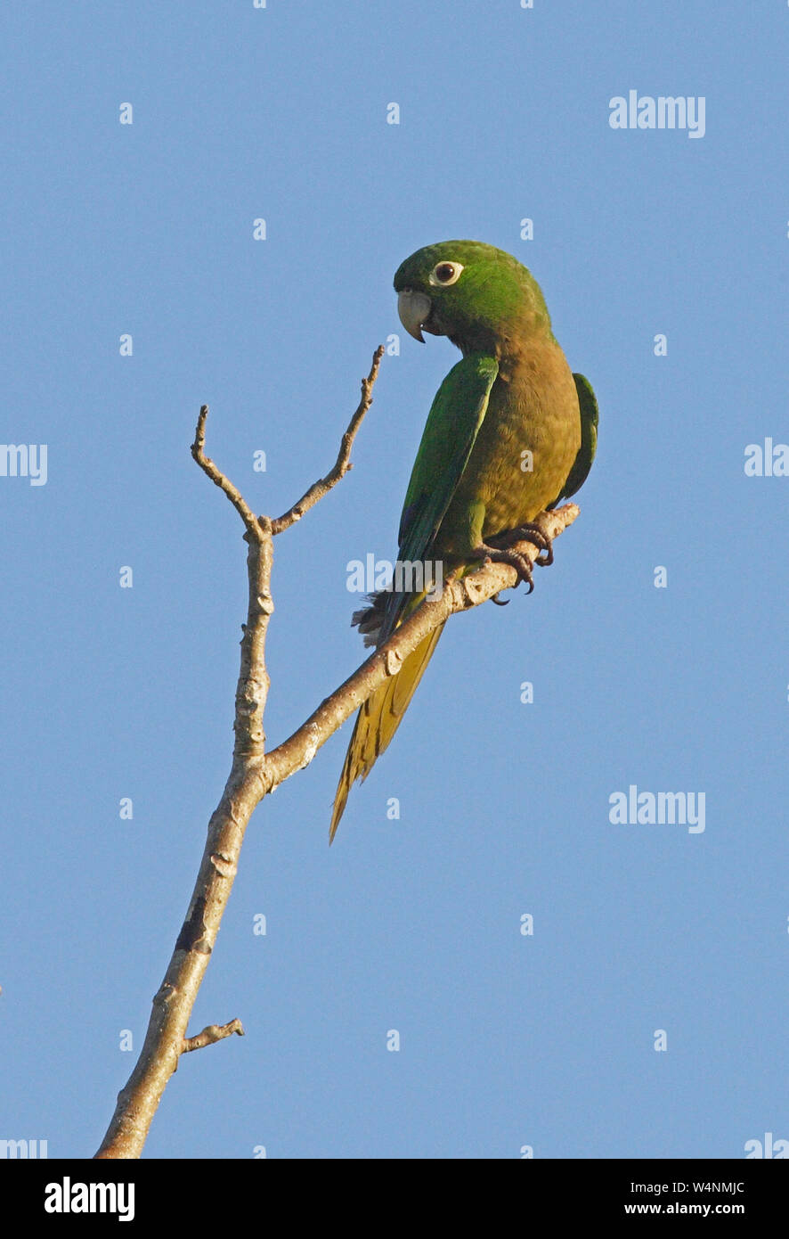 Olive-throated Parakeet (Aratinga nana) adult perched on dead branch  Linstead, Jamaica           December Stock Photo