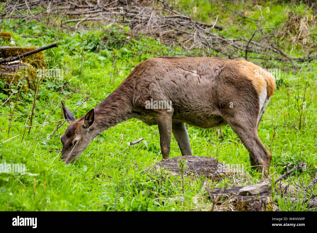 Roe-deer or deer in the wild in a clearing Stock Photo