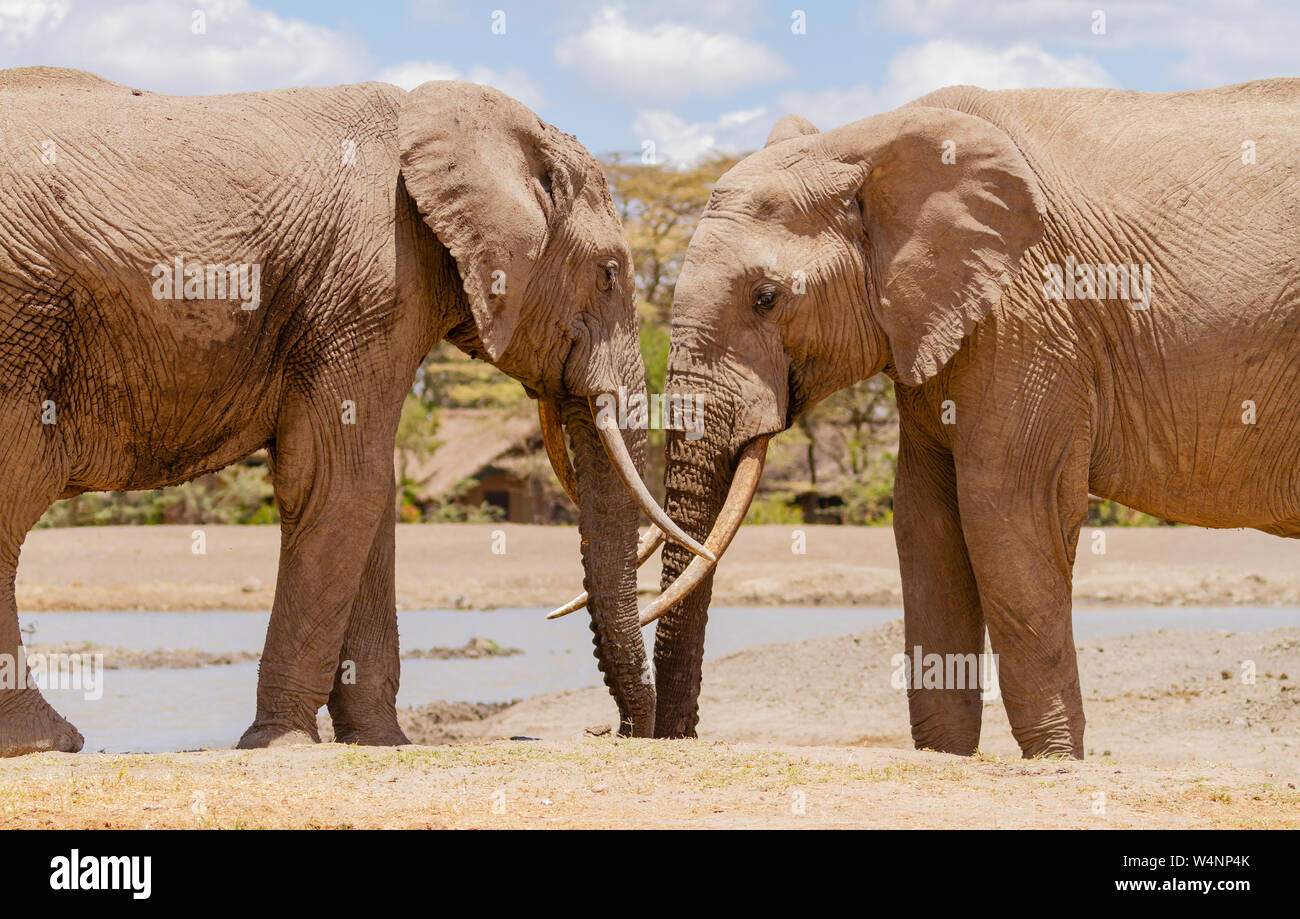 Two African elephants, Loxodonta Africana, meet head to head. Ol Pejeta Conservancy, Kenya Africa. Luxury safari tents Serena Sweetwaters Stock Photo